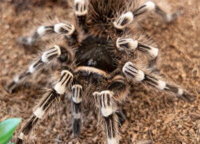 brazilian whiteknee tarantula